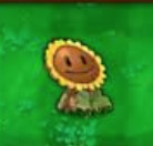 Disguised sunflower