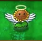 Angel sunflower